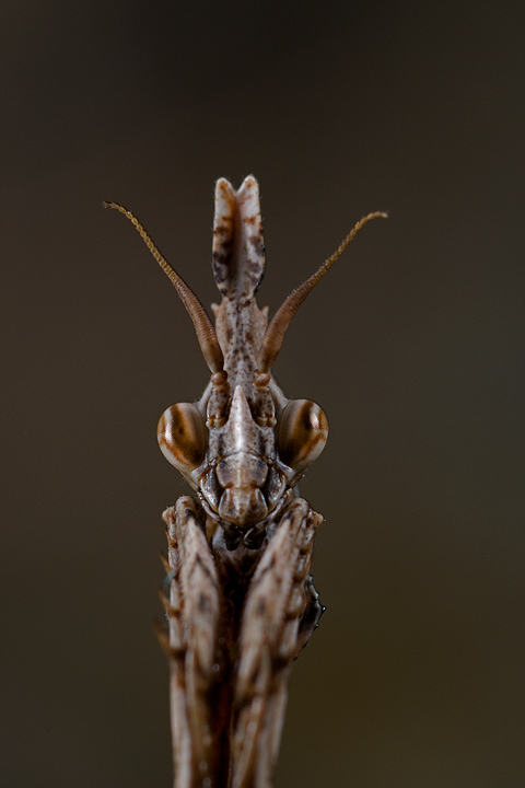 Report Empusa pennata, Conehead mantis, mantide religiosa